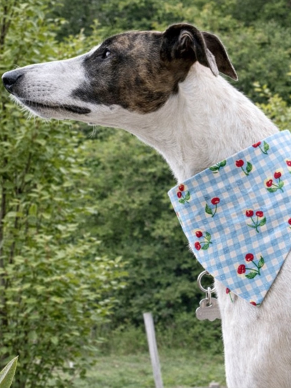 Blue Gingham Cherry Dog Scrunchie Bandana - Cute Collar Accessory